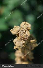 Attēlu rezultāti vaicājumam “Alcea rosea bud”