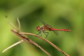 Attēlu rezultāti vaicājumam “Sympetrum sanguineum”