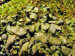 Attēlu rezultāti vaicājumam “Dermatocarpon luridum”