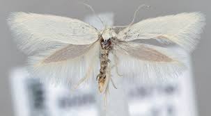 Attēlu rezultāti vaicājumam “Elachista argentella”