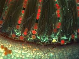 Attēlu rezultāti vaicājumam “Pogonatum nanum”