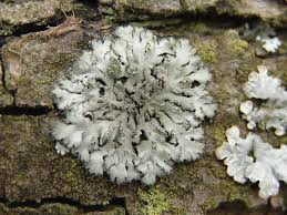 Attēlu rezultāti vaicājumam “Phaeophyscia orbicularis”