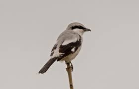 Attēlu rezultāti vaicājumam “Lanius excubitor”