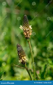 Attēlu rezultāti vaicājumam “Plantago lanceolata bud”