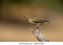 Attēlu rezultāti vaicājumam “Phylloscopus trochilus”