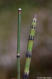 Attēlu rezultāti vaicājumam “Equisetum variegatum”