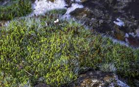 Attēlu rezultāti vaicājumam “Grimmia pulvinata sporophyte”