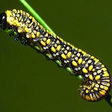 Attēlu rezultāti vaicājumam “Diprionidae cocoon”