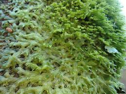 Attēlu rezultāti vaicājumam “Metzgeria violacea”