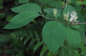 Attēlu rezultāti vaicājumam “Lonicera xylosteum leaf”