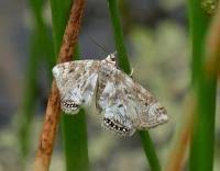 Attēlu rezultāti vaicājumam “Cataclysta lemnata”