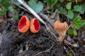 Attēlu rezultāti vaicājumam “Sarcoscypha austriaca var. lutea”