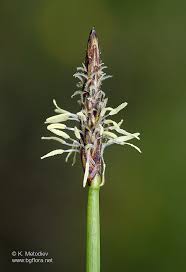 Attēlu rezultāti vaicājumam “Eleocharis palustris flower”