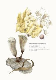 Attēlu rezultāti vaicājumam “Cribraria microcarpa spores”