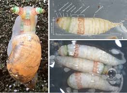 Attēlu rezultāti vaicājumam “Leucochloridium paradoxum”