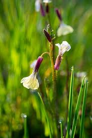 Attēlu rezultāti vaicājumam “Raphanus sativus flower”