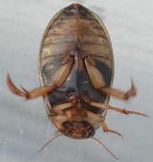 Attēlu rezultāti vaicājumam “Rhantus frontalis”