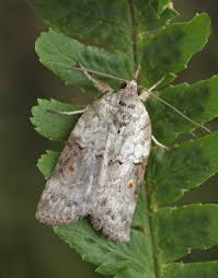 Attēlu rezultāti vaicājumam “Nycteola sp.”