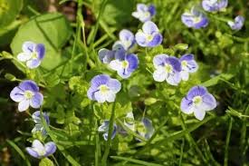 Attēlu rezultāti vaicājumam “Veronica filiformis bud”