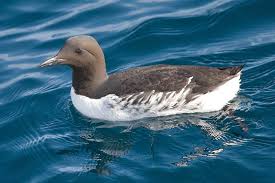 Image result for Uria aalge