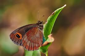 Attēlu rezultāti vaicājumam “Erebia aethiops”