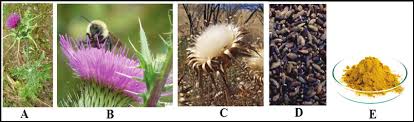 Image result for Silybum marianum