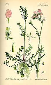 Attēlu rezultāti vaicājumam “Cardamine amara flower”