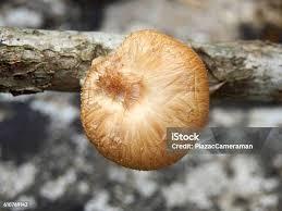 Attēlu rezultāti vaicājumam “Polyporus ciliatus”