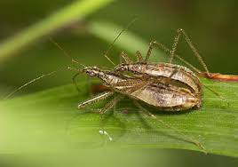 Attēlu rezultāti vaicājumam “Nabis limbatus”