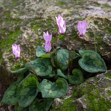 Image result for Cyclamen persicum