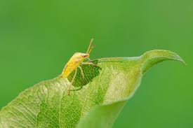 Attēlu rezultāti vaicājumam “Pentatomidae”