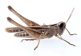 Attēlu rezultāti vaicājumam “Acrididae”