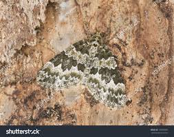 Attēlu rezultāti vaicājumam “Electrophaes corylata”