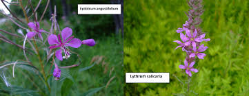 Image result for Epilobium angustifolium