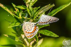 Attēlu rezultāti vaicājumam “Plebejus argyrognomon”