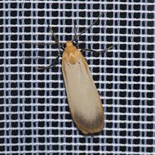 Attēlu rezultāti vaicājumam “Eilema depressa imago”