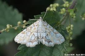 Attēlu rezultāti vaicājumam “Elophila nymphaeata”