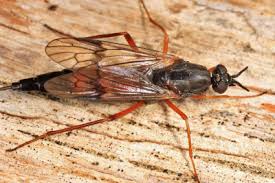 Attēlu rezultāti vaicājumam “Xylophagidae”