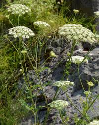 Attēlu rezultāti vaicājumam “Libanotis montana leaf”