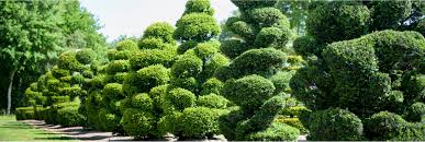 Attēlu rezultāti vaicājumam “Taxus”