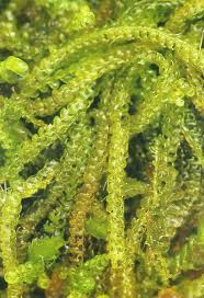 Attēlu rezultāti vaicājumam “Nowellia curvifolia”