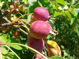 Attēlu rezultāti vaicājumam “Malus prunifolia”