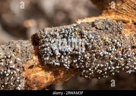 Attēlu rezultāti vaicājumam “Physarum album”