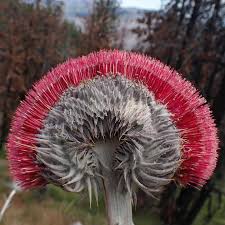 Attēlu rezultāti vaicājumam “Sclerophora pallida”