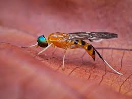 Attēlu rezultāti vaicājumam “Clitellaria ephippium”