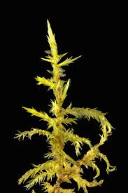 Attēlu rezultāti vaicājumam “Calliergonella cuspidata”