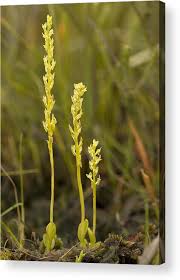 Attēlu rezultāti vaicājumam “Hammarbya paludosa flower”