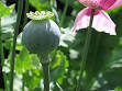Alkaloid - Wikipedia, the free encyclopedia