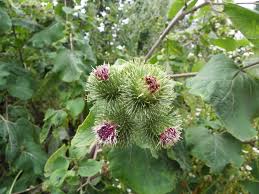 Attēlu rezultāti vaicājumam “Arctium lappa”