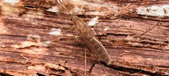 Attēlu rezultāti vaicājumam “Nematocera”